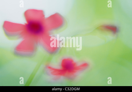 Impressionistica close up di due rosa e rosso dei fiori e un bocciolo di Oxalis con fogliame retroilluminato dietro Foto Stock