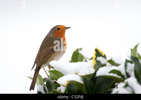 Tipica scena invernale robin posatoi sulla siepe agrifoglio ed edera dal pendio nevoso in Cotswolds, REGNO UNITO Foto Stock