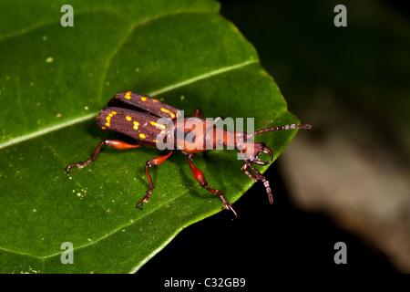 Carino insetto nella foresta pluviale a Altos de Campana national park, provincia di Panama, Repubblica di Panama. Foto Stock