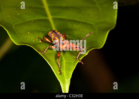 Carino insetto nella foresta pluviale a Altos de Campana national park, provincia di Panama, Repubblica di Panama. Foto Stock