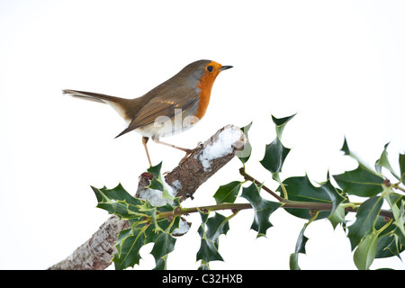 Robin posatoi a holly bush il ramo da un pendio nevoso in Cotswolds, REGNO UNITO Foto Stock