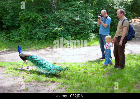 I turisti a guardare un free-running peacock Foto Stock