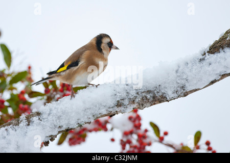 Cardellino posatoi da pendio nevoso in inverno in Cotswolds, REGNO UNITO Foto Stock