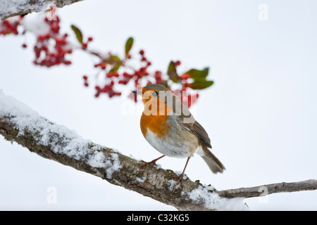 Robin posatoi da pendio nevoso e bacche stagionale durante l inverno in Cotswolds, REGNO UNITO Foto Stock