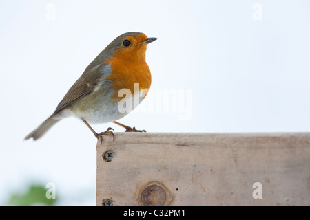 Robin su bird tabella dalla banca nevoso, il Costwolds, REGNO UNITO Foto Stock