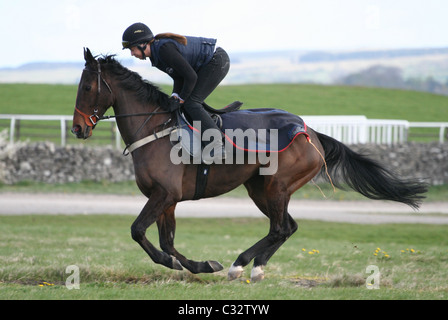 Cavallo da corsa su una formazione al galoppo Middleham North Yorkshire Foto Stock