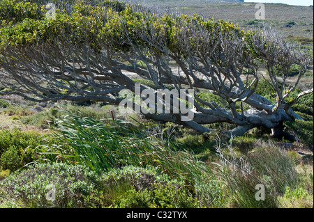 Gomma indiana Tree (Ficus elastica) nativa per il Nordest dell India cresce sulla Penisola del Capo Western Cape Sudafrica Foto Stock