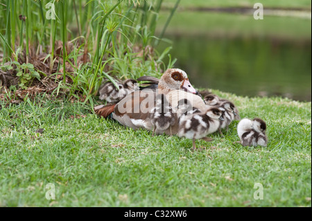 Oca egiziana (Alopochen aegyptiaca) femmina con recentemente fledged goslings sedimentazione per la notte vicino al bordo dell'acqua Foto Stock