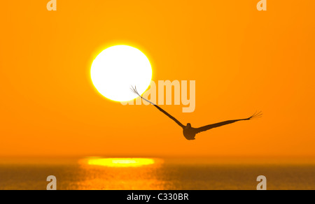 Pellicano volatore stagliano aganist arancione tramonto cielo sopra il Golfo del Messico dal Venice Beach Florida Foto Stock