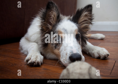 Border Collie Merle cucciolo che stabilisce con sfera Foto Stock