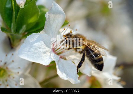 Ape del miele che raccoglie il polline su un fiore dell'albero della frutta, Ucraina, Europa orientale Foto Stock