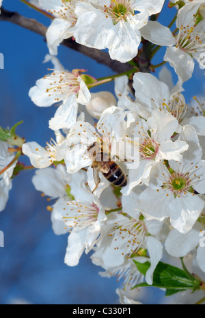 Ape del miele che raccoglie il polline su un fiore dell'albero della frutta, Ucraina, Europa orientale Foto Stock