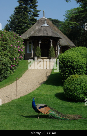 Un Pavone nella parte anteriore del Swiss Cottage, giardini svizzeri, Old Warden, Bedfordshire, Regno Unito Foto Stock