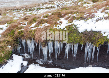 Ghiaccioli formata da infiltrazioni d'acqua off inverno brughiera sull Allendale comune, Northumberland Foto Stock