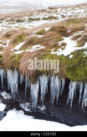 Ghiaccioli formata da infiltrazioni d'acqua off inverno brughiera sull Allendale comune, Northumberland Foto Stock