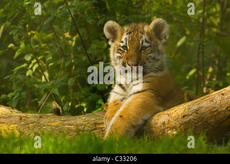 Siberian/tigre di Amur Cub sul log Foto Stock