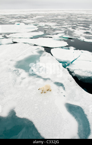Orso polare (Ursus maritimus) sulla banchisa, ca 81 deg. A nord. Svalbard Foto Stock
