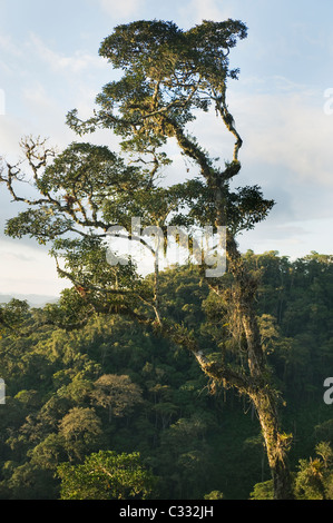 Epifite-laden tree, foresta pluviale Montane, ca. 2000 m. Ande orientali, Amazonas, Perù : Habitat per giallo peruviano-tailed lanosi M Foto Stock