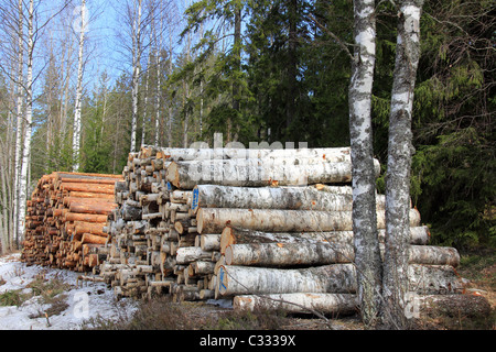 Due pile di tronchi di legno nella foresta di pini e di betulla Foto Stock