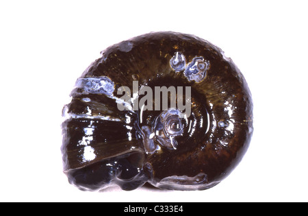 Grande Ramshorn Snail Foto Stock