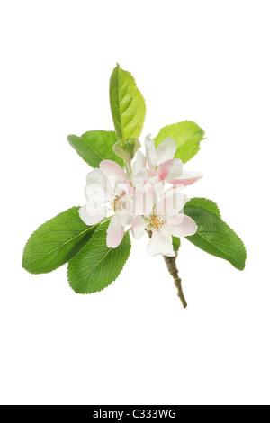 Apple Blossom e lascia isolato su bianco Foto Stock