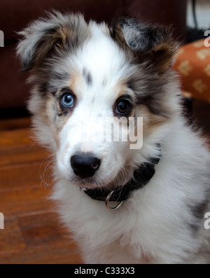 Border Collie Merle cucciolo seduto alla ricerca Foto Stock