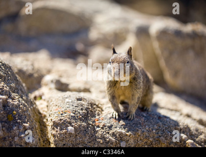 La massa della California scoiattolo (Otospermophilus beecheyi) seduto sul rock Foto Stock