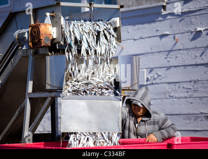 Pianale di scarico mano North American aringa del Pacifico di cattura - Monterey, California USA Foto Stock