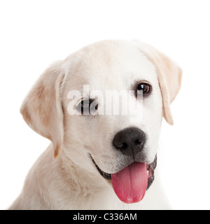 Bel ritratto di un Labrador retriever cucciolo con la lingua di fuori, isolato su bianco Foto Stock