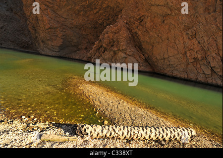 Oman, Wadi Fusc, vista di naturale incontaminato piscina verde dalla Sharp e scogliere rocciose Foto Stock