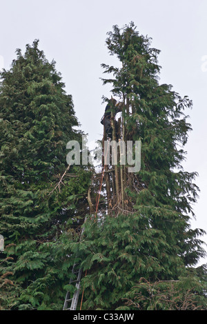 Tree chirurgo tenendo alto off grandi Lawson il Cipresso Foto Stock