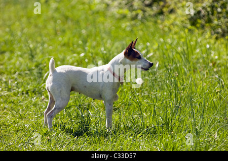 Alert Jack Russell Terrier in Prato in Floyd County, Indiana Foto Stock