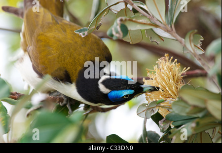 Un blu di fronte Honeyeater (Entomyzon cyanotis) o bastoni Bananabird la sua testa intorno per arrivare a una banksia fiore Foto Stock