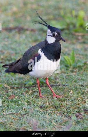 Pavoncella. Vanellus vanellus (Charadridae) Allevamento piumaggio Foto Stock