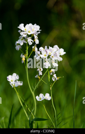 Dame's-violetto. Hesperis matronalis (Brassicaceae) Foto Stock