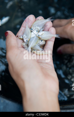 Una manciata di piccoli pesci pronti per la cottura di una ragazza tailandese. Il pesce di acqua dolce e catturato da suo padre. Foto Stock