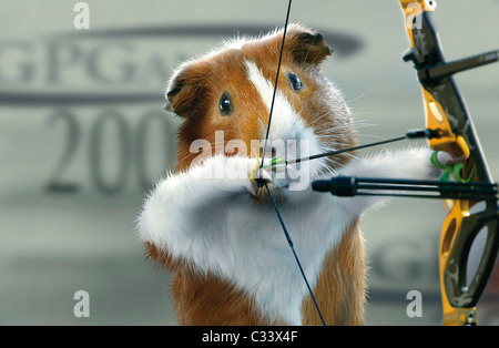 * La Guinea Pig giochi simpatici e pelliccia cavie Bandit e zenzero sono collocati attraverso i loro passi in una serie di inseguimenti olimpico in Foto Stock