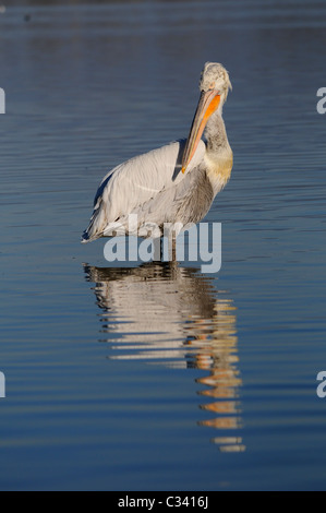 Pellicano dalmata (Pelecanus crispus) in piedi sul fondale basso Foto Stock