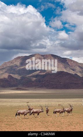 Oryx mandria, NamibRand Riserva Naturale, Namibia, Africa Foto Stock