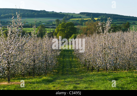 Un frutteto di mele Herefordshire in piena fioritura in primavera (metà aprile), Regno Unito Foto Stock