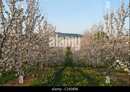 Un frutteto di mele Herefordshire in piena fioritura in primavera (metà aprile), Regno Unito Foto Stock