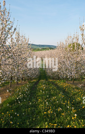 Un frutteto di mele Herefordshire in piena fioritura in primavera (metà aprile), Regno Unito Foto Stock