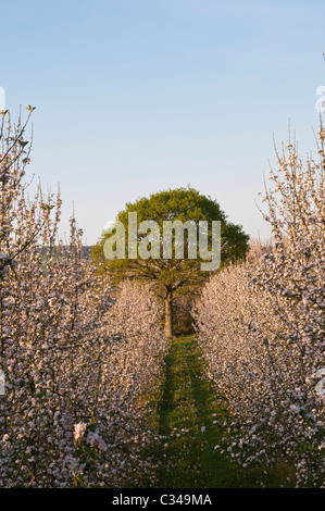 Un frutteto di mele Herefordshire in piena fioritura in primavera (metà aprile), Regno Unito Foto Stock