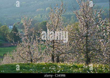 Un frutteto di mele Herefordshire in piena fioritura in primavera (metà aprile), Regno Unito Foto Stock