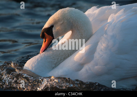 Cigno di aggressione Foto Stock