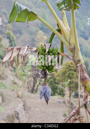 Banana Flower con piccole banane Foto Stock