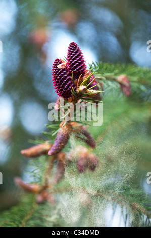 Picea likiangensis. Luiang abete rosso. Fiori di albero a rilasciare i pollini Foto Stock