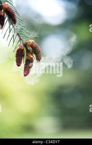 Picea likiangensis. Luiang abete rosso. Fiori di albero a rilasciare i pollini Foto Stock