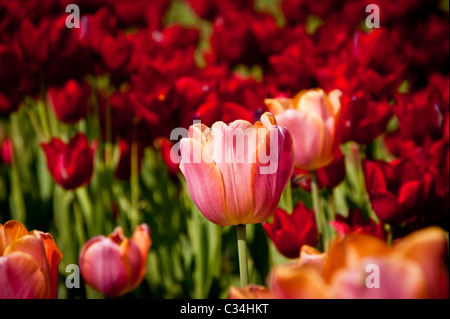 Pink tulip su un rosso sfondo tulipani Foto Stock