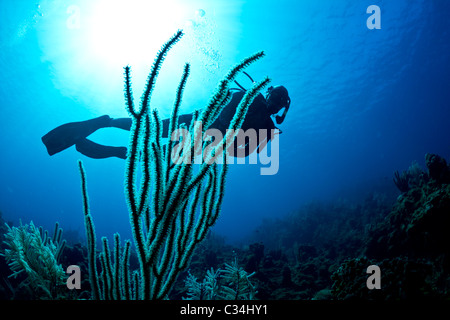 Una signora immersioni guidate su una scogliera tropicale sull'isola ROATAN. Honduras. Foto Stock